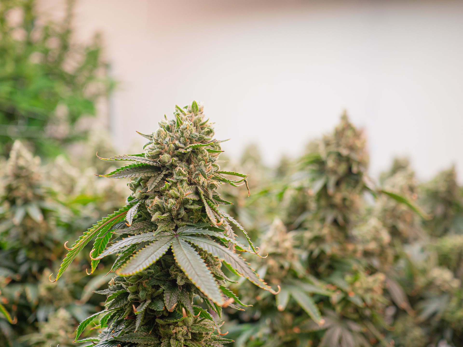 Cannabis plant ready for harvest in a greenhouse.